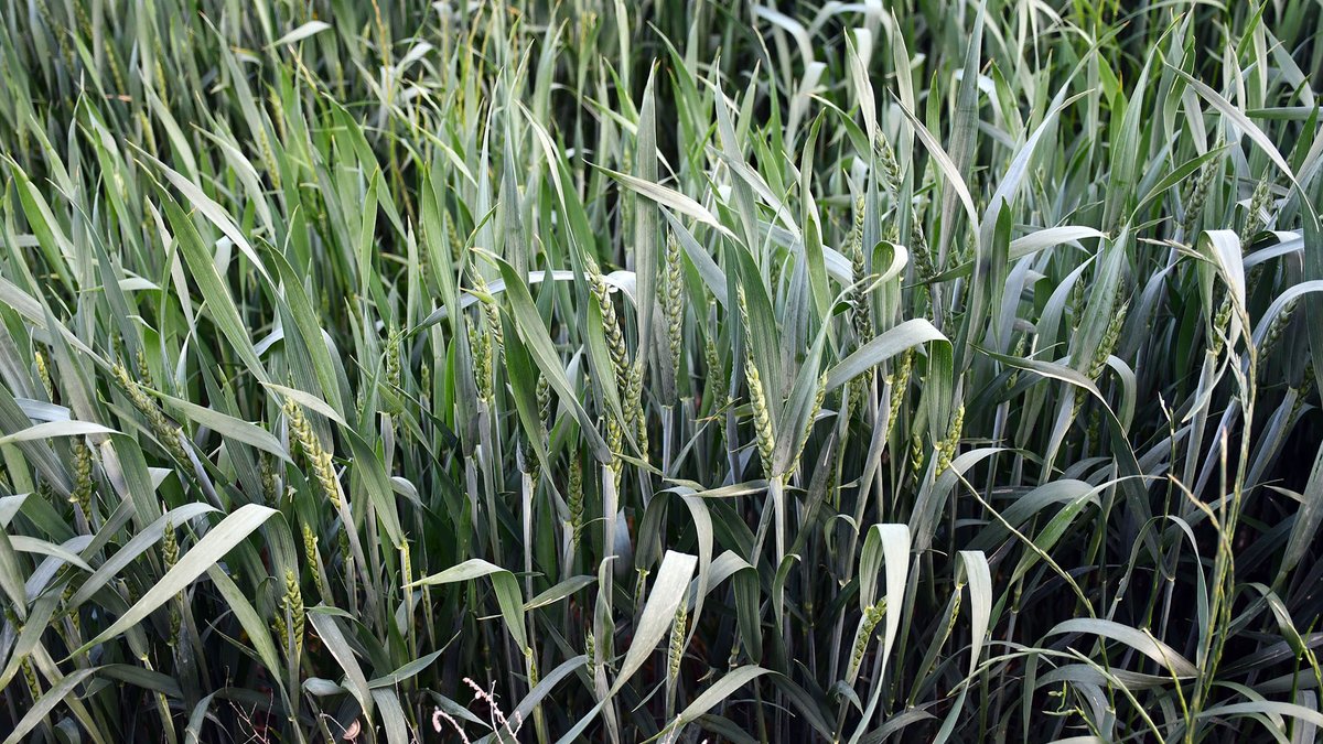 Som Segarra tweet media