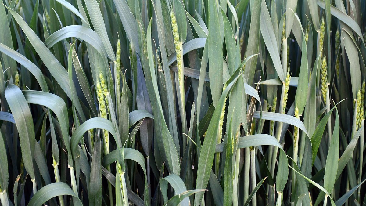 Som Segarra tweet media