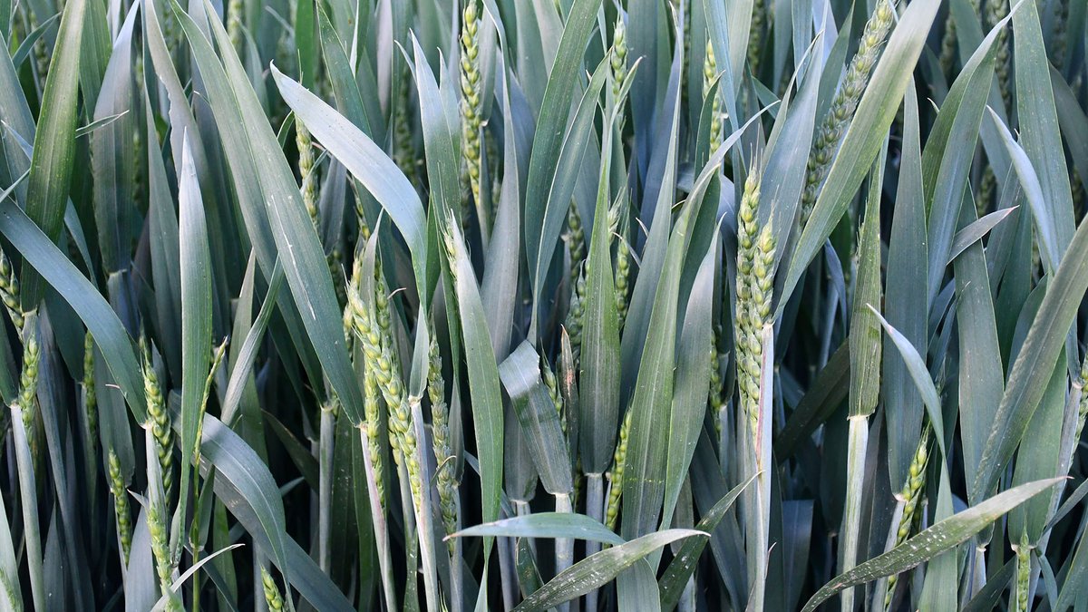 Som Segarra tweet media