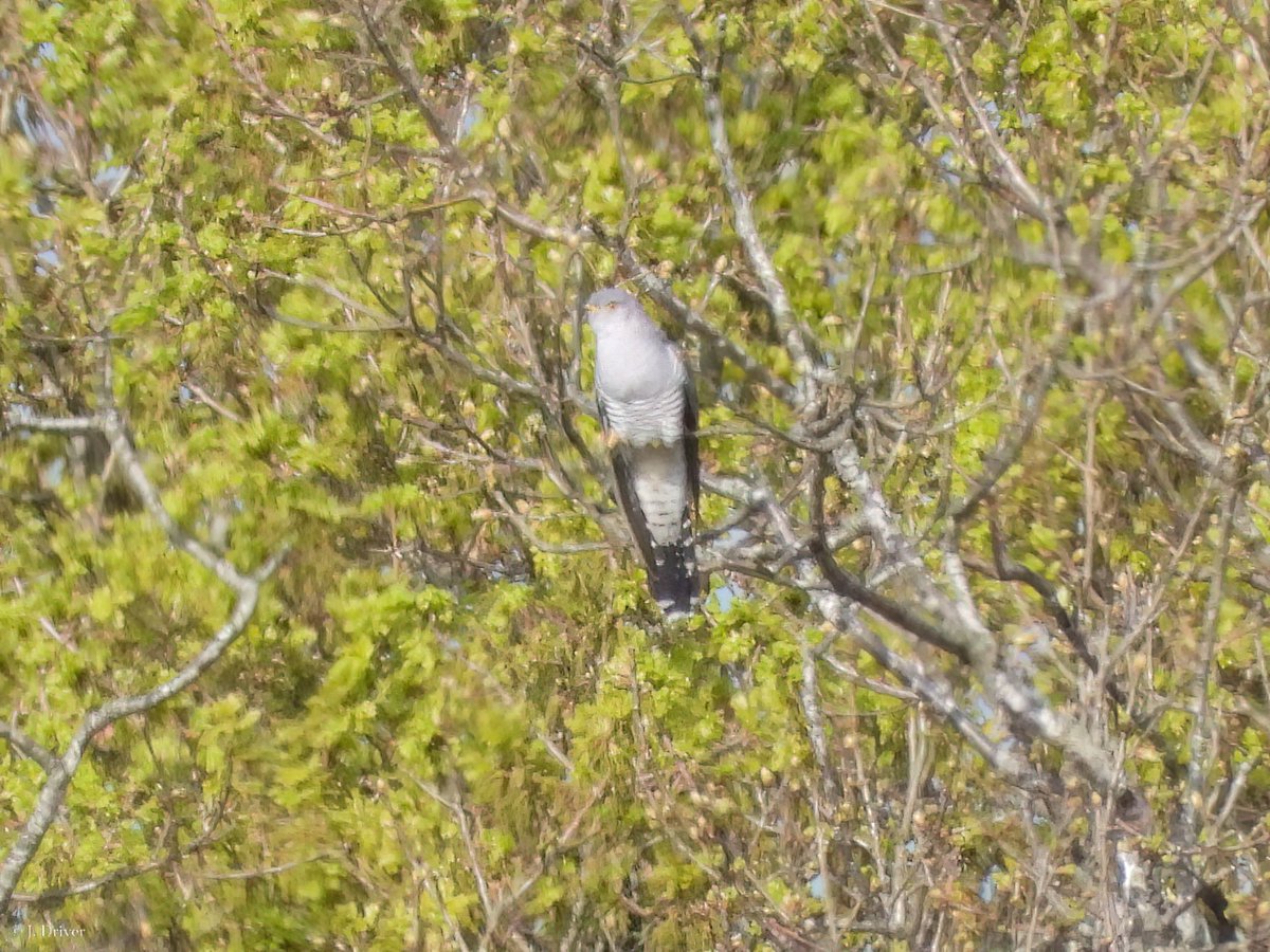 Jack Driver (ELOC) tweet media