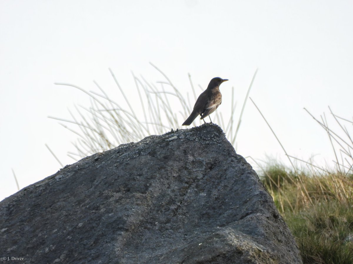 Jack Driver (ELOC) tweet media