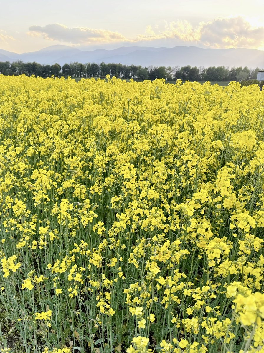 今日は愛犬アリスとお散歩がてら信州スカイパークへ芝桜をみに行ってきました🌸
菜の花もキレイ✨
春にしてはまだまだ肌寒い日が続いていますが、キレイな景色に癒されました🥰
