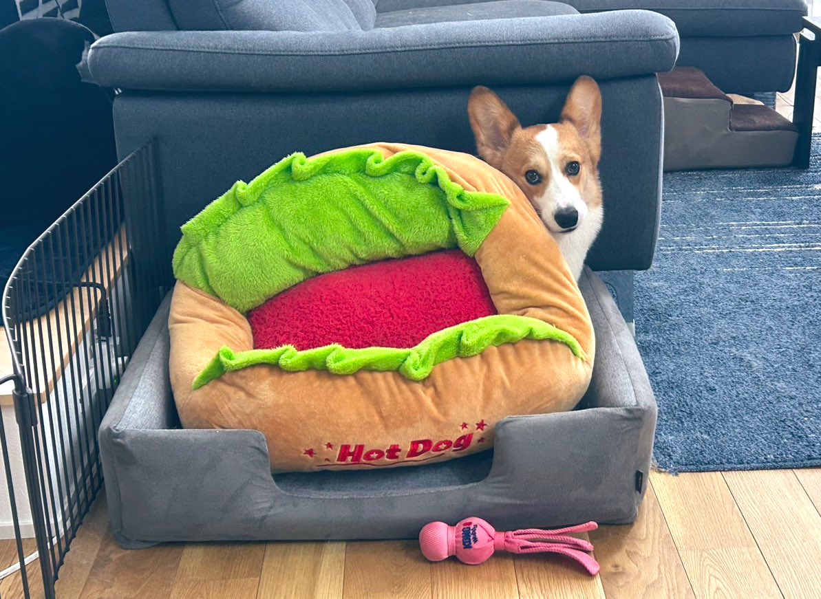 うまく隠れてるつもりかい？🫣笑
#コーギー
#corgi