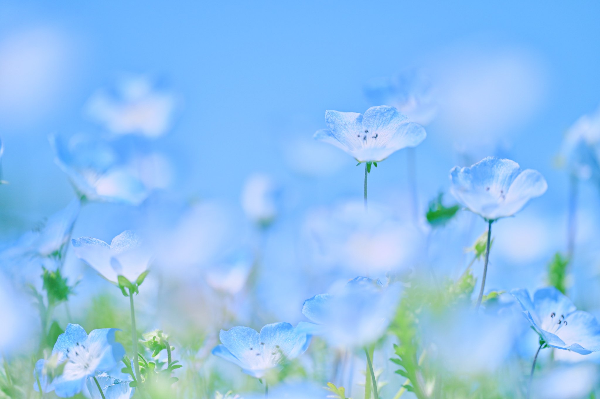 UAR 鏡花炎月(サイン入り) 販売 | [WX24-P1] RECOLLECT SELECTOR