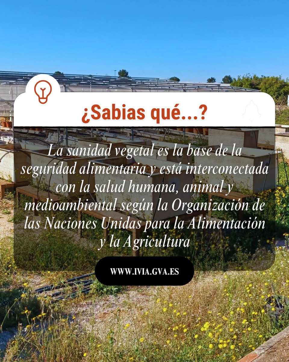 🌱El próximo 1⃣2⃣ de mayo se celebra el Día Internacional de la Sanidad Vegetal
<a href="/GVAivia/">IVIA</a>