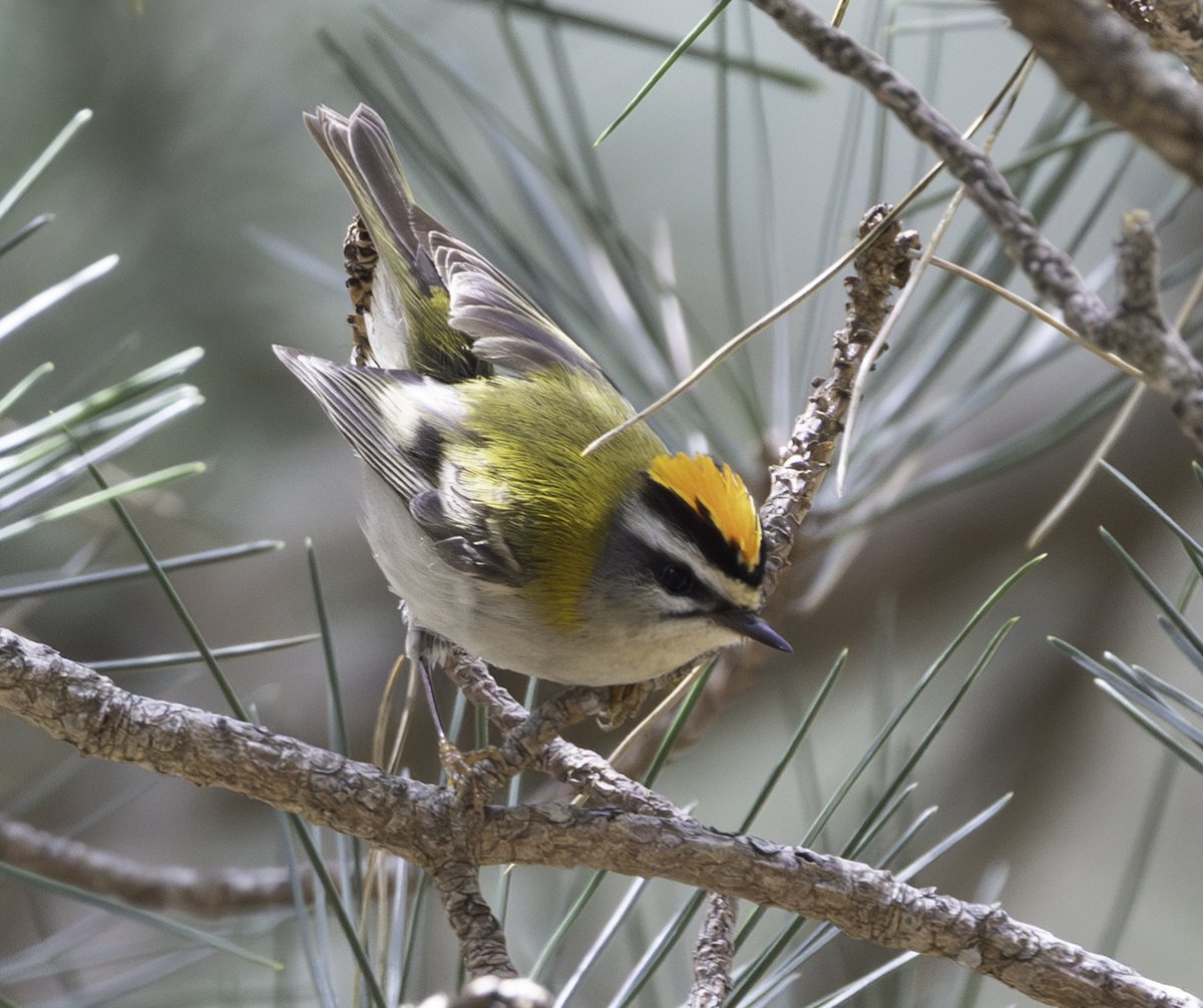 Sean Nixon tweet media