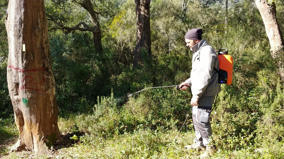 Progetto Life Fagesos (@fagesos) on Twitter photo As part of #LIFEFagesos, <a href="/parcoausoni/">Parco Monti Ausoni</a> is treating cork oak roots hit by Phytophthora cinnamomi with Biofence FL โ a natural, safe product ๐ฑ๐ฟ๏ธ2.5 ha already treated. Work continues through June. Donโt remove forest markers - need for monitoring! #LIFEAmplifiers As part of #LIFEFagesos, <a href="/parcoausoni/">Parco Monti Ausoni</a> is treating cork oak roots hit by Phytophthora cinnamomi with Biofence FL โ a natural, safe product ๐ฑ๐ฟ๏ธ2.5 ha already treated. Work continues through June. Donโt remove forest markers - need for monitoring! #LIFEAmplifiers