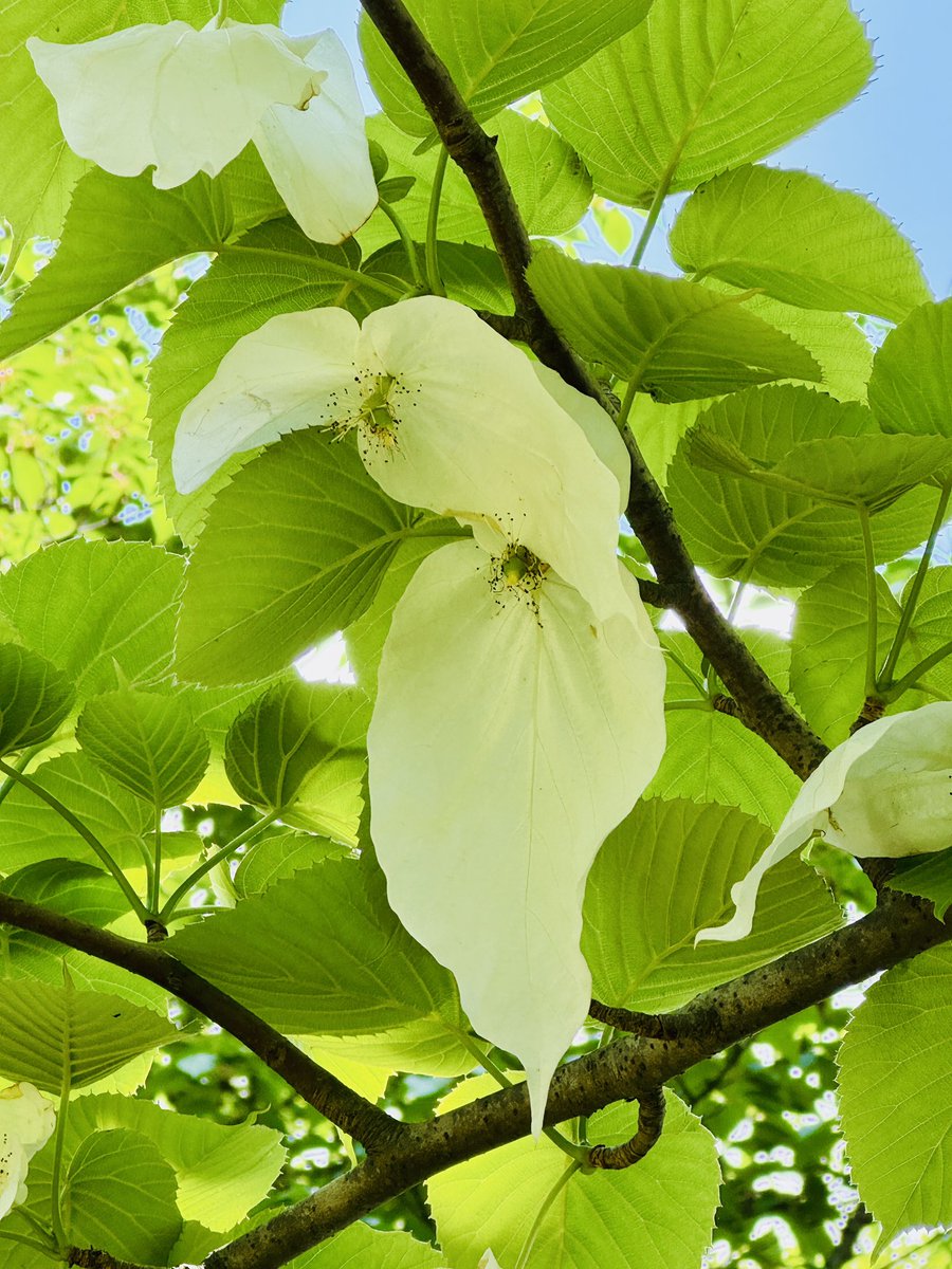 ハンカチの木、初めて花を見ました。