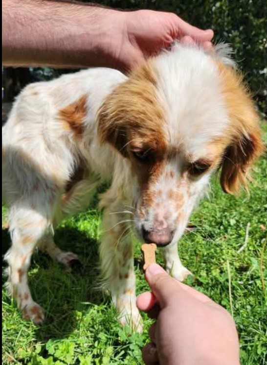 MissingTarn81's tweet photo. 29.04.25 Trouvé chien Epagneul Breton vers Saint Sulpice (direction autoroute). Est au chenil ACPA de Castres. #Tarn https://t.co/fLNddZYyL8