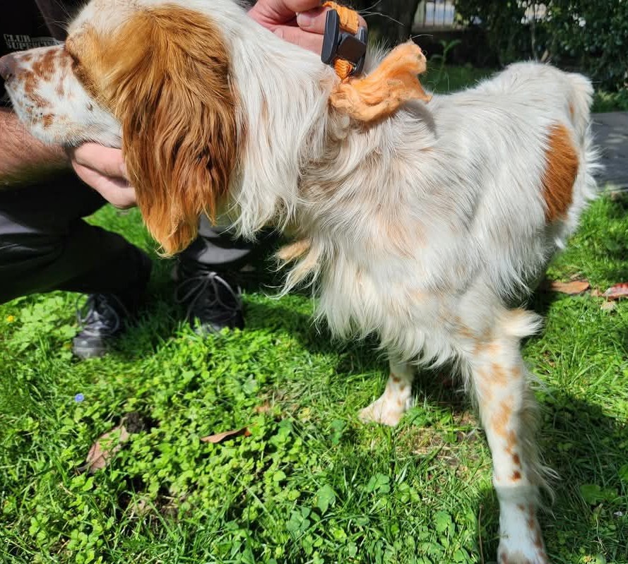 MissingTarn81's tweet photo. 29.04.25 Trouvé chien Epagneul Breton vers Saint Sulpice (direction autoroute). Est au chenil ACPA de Castres. #Tarn https://t.co/fLNddZYyL8
