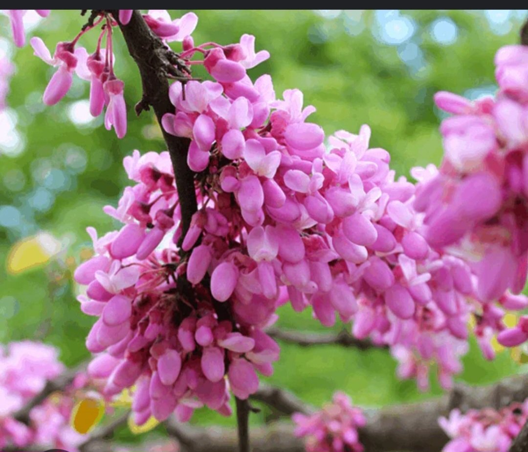 Beautiful Small Cercis Siliquastrum- Judas Tree just awakening slowly heart shaped leaves