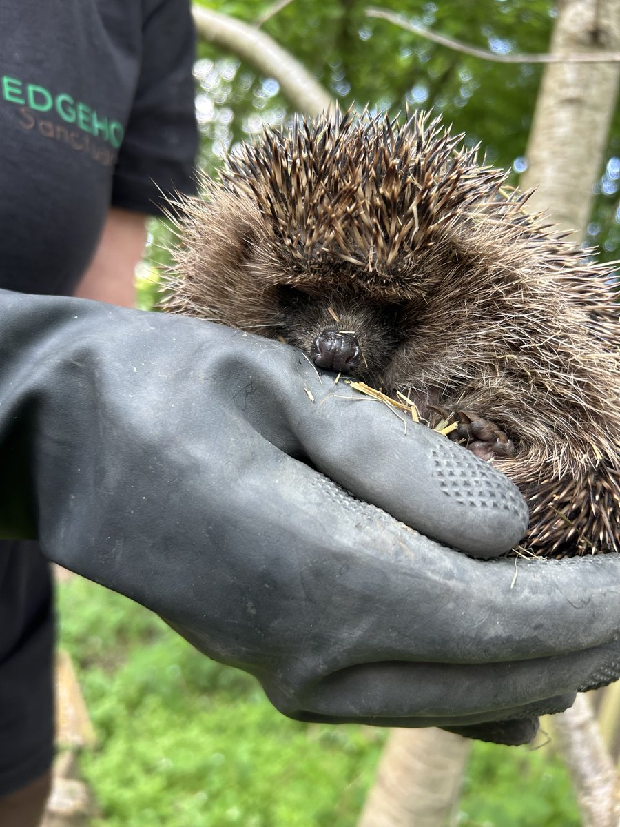 Manland Primary tweet media