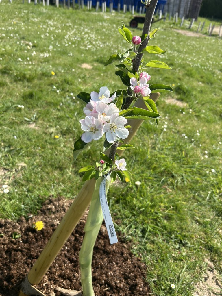 Pitton School tweet media