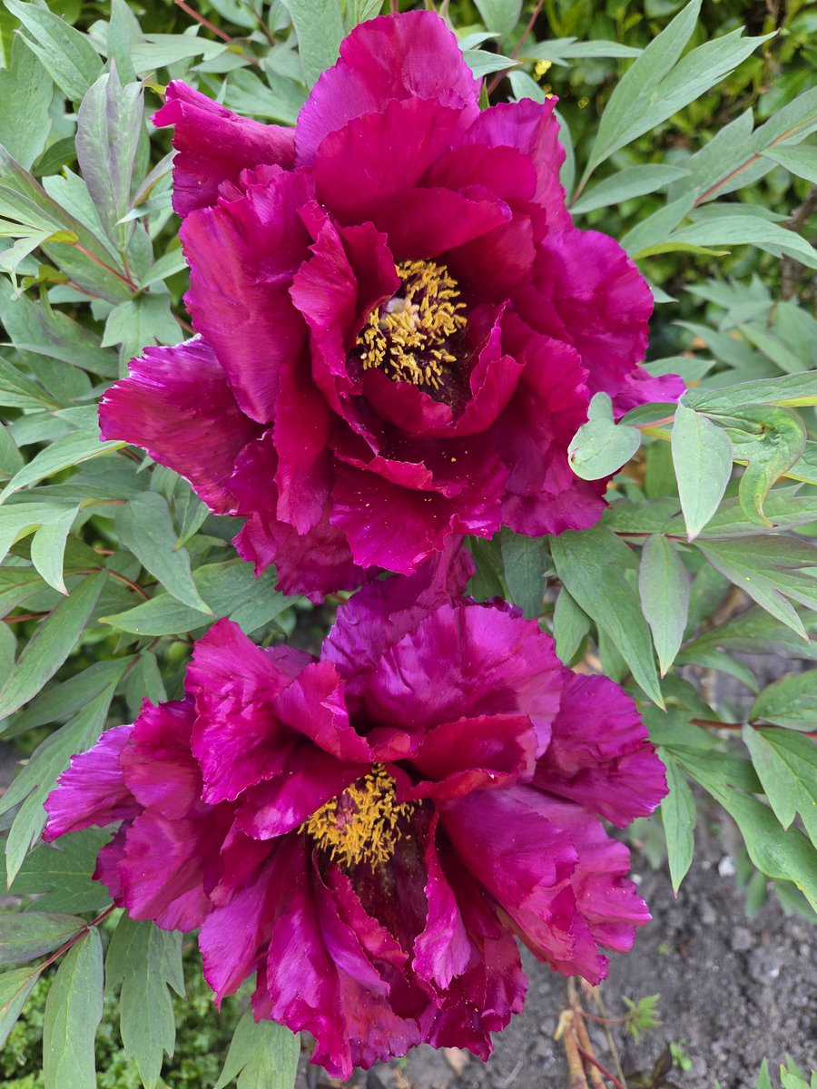 Very happy 4ft tall Chinese Tree Peony. Blooms once a year lasting two to three weeks can live up to 100 years old. Hunting for a rare yellow one now.