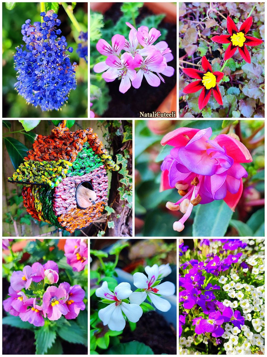 Today's greetings from one small garden... 
😉🤗🌿🌸🌿🌼🌿🌷🌿🪻🌿🤗😉
#cuteeli #art #nature #NatureBeauty #NaturePhotography #positive #cute #floriculture #garden #bloom #plants #flowers #gardening #spring #pretty