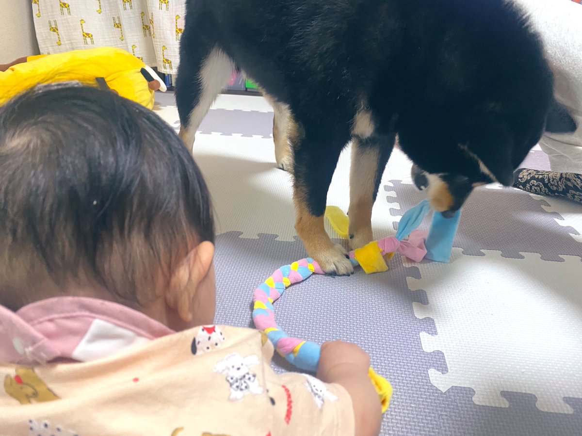 一緒に引っ張りっこしてみた👶🐶💖