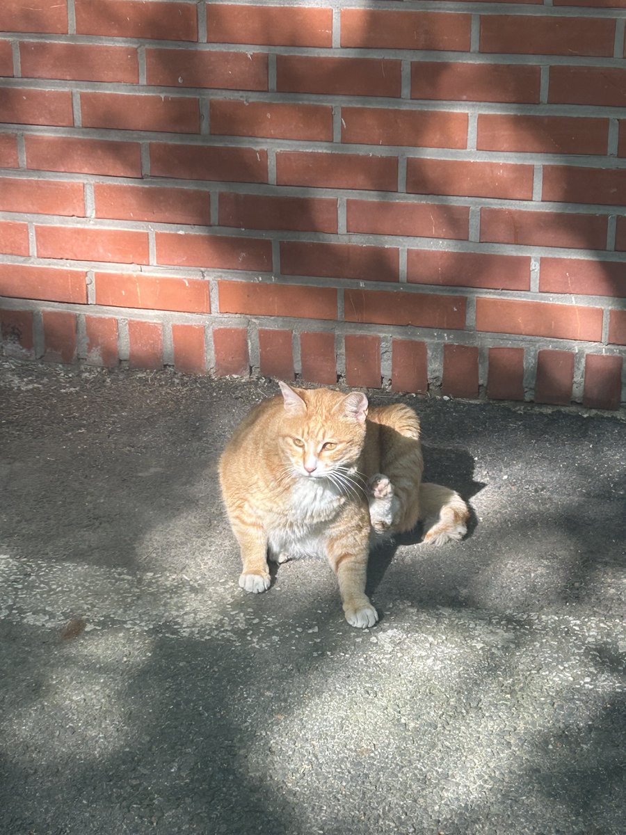 🐈따스한햇살아래고냐니