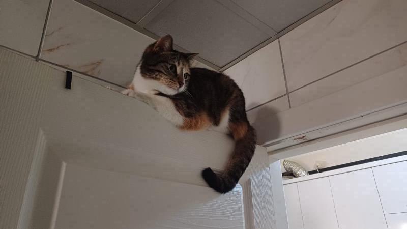 Ürgüpte kayıp kedi. Yeni taşınmışlar o hengamede kaçmış. Çok üzgünler , ben oğlumu bulamadım ama bu kızçeyi bulaşım olmaz mı 😭 iletişim nilüfer h. : 05461501985 #kayıpkedi #ürgüp