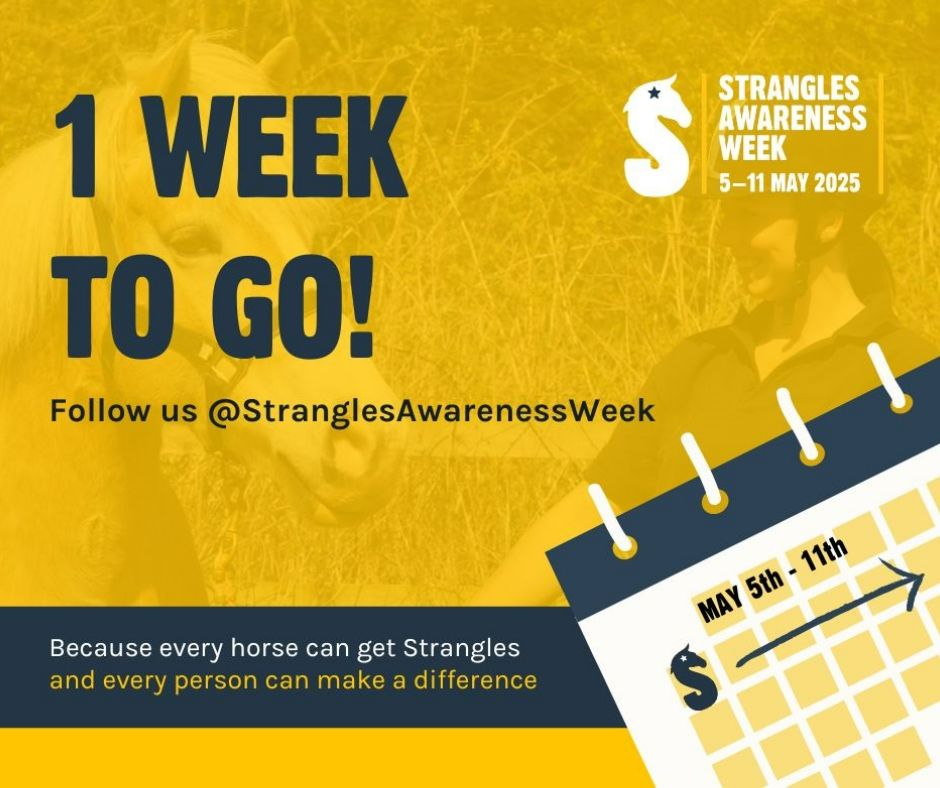 NationalEWC's tweet image. 📣 1 week to go until @StranglesWeek is back – 5th –11th May 2025 🐴

💛 Let’s break the stigma, share knowledge &amp;amp; stop the spread of this common equine disease

🔗 Explore resources: redwings.org.uk/strangles
📲 Follow @StranglesWeek

#StranglesAwarenessWeek #SAW25