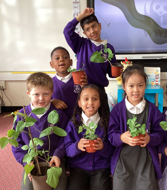 AlwoodleyPS's tweet image. Our Year 2 class have enjoyed getting their hands dirty and growing seeds! We have been observing them over time as they germinate - watching roots develop and shoots sprout. Science in action! 🌿✨ #STEM #GrowingMinds #Year2Science