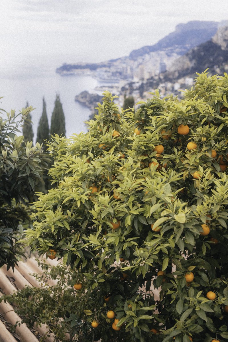 senineldar's tweet photo. Provence vibes 🍋 https://t.co/KbajVGWEjb