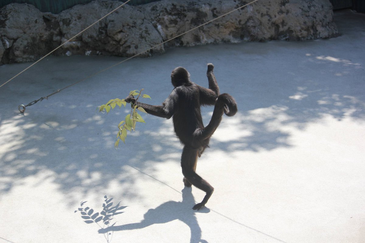 Pr9DgkYH6613291's tweet image. まるで踊ってるよう😆

#ジェフロイクモザル
#江戸川区自然動物園