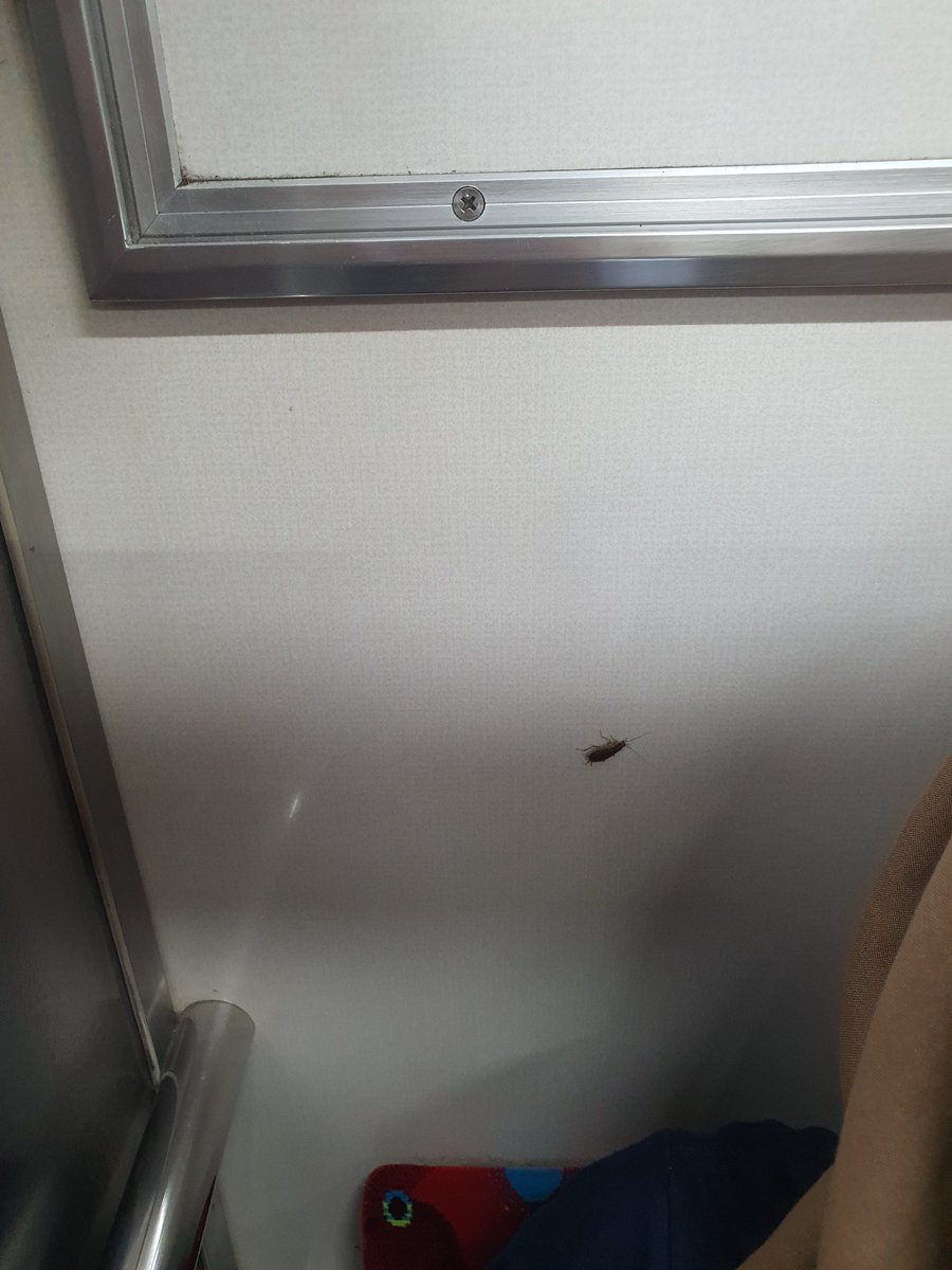 mulzale's tweet photo. Kejadian lagi ni min. Kecoa dirangkaian kereta di Gerbong 8. Detail nomor kereta cek dilampiran. @CommuterLine https://t.co/4hr9lrOjCz