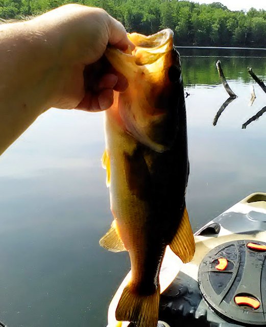 Bass Fishing Tips tweet media