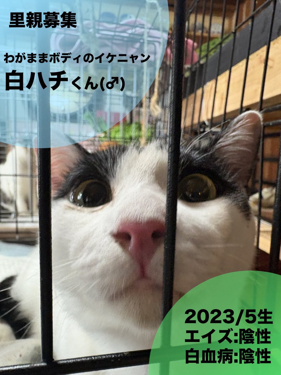 HighBall3322's tweet photo. 今年に入り、ホントに沢山の方からのお問い合わせをいただきました！8匹いた猫さんも、なんと今は2匹に🐱出会いに感謝です✨
白ハチくん2歳、6kgｵｰﾊﾞｰのイケニャン♡
小太くん8ヶ月、モフふわゴロにゃん♡
この仔達を愛して下さる方募集中です🥰 https://t.co/M3mLBMNrpa