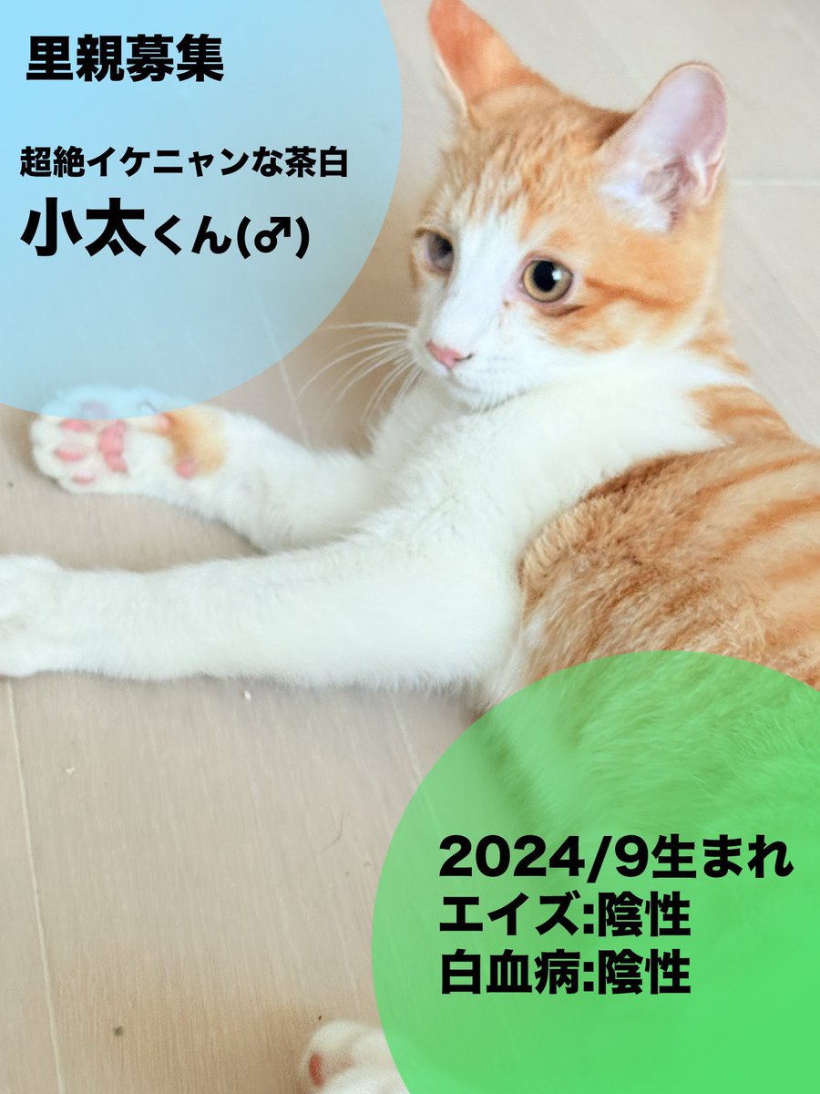 HighBall3322's tweet photo. 今年に入り、ホントに沢山の方からのお問い合わせをいただきました！8匹いた猫さんも、なんと今は2匹に🐱出会いに感謝です✨
白ハチくん2歳、6kgｵｰﾊﾞｰのイケニャン♡
小太くん8ヶ月、モフふわゴロにゃん♡
この仔達を愛して下さる方募集中です🥰 https://t.co/M3mLBMNrpa