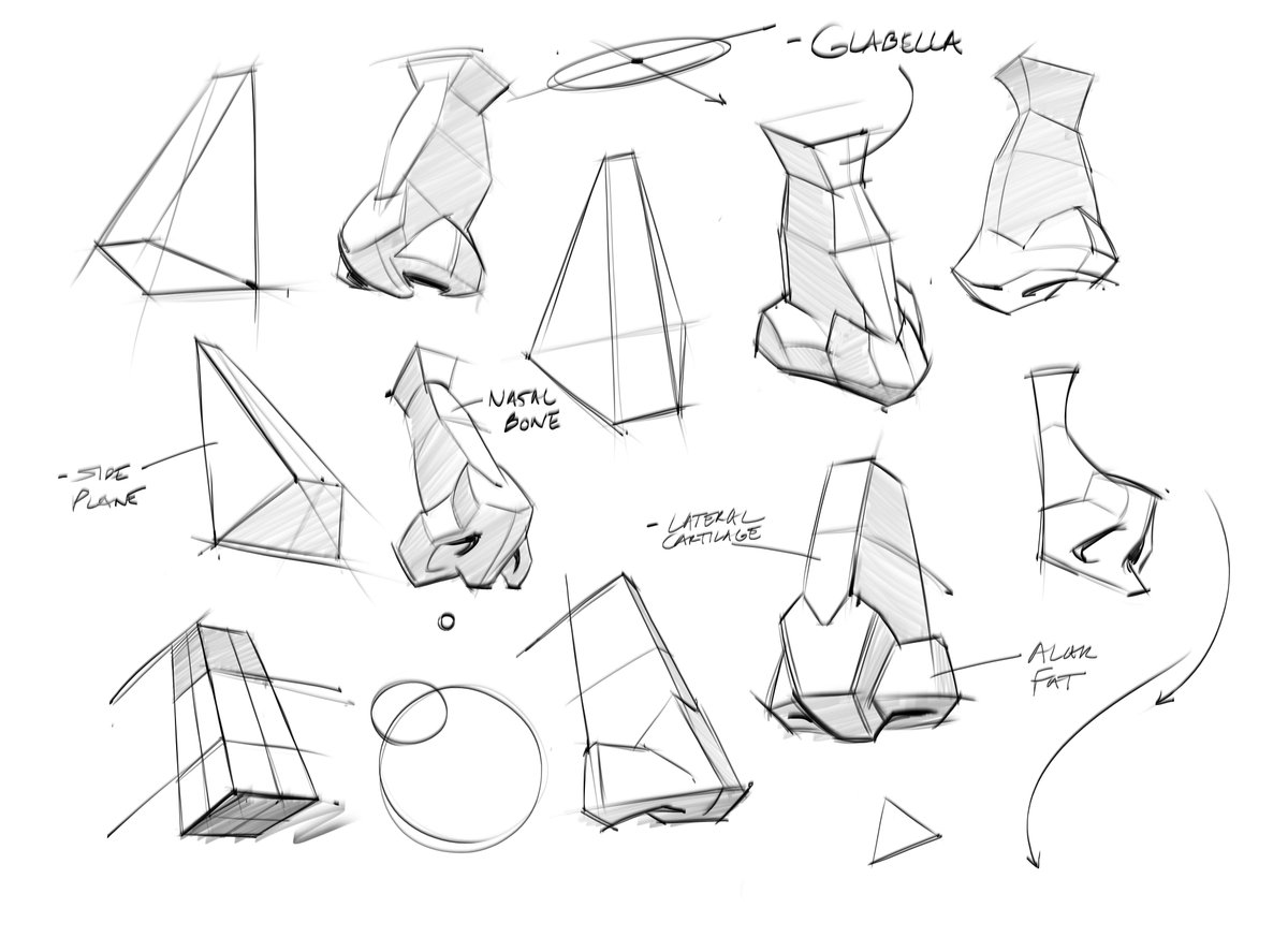 saqomolo's tweet photo. Morning anatomy studies of the structure of the nose! #anatomy #noses #glabella #nasalbone #gottogetbetter #drawing #lineart #doodles #sketches #humananatomy #gesturedrawing #facialfeatures #goals https://t.co/X57zVtmy4C