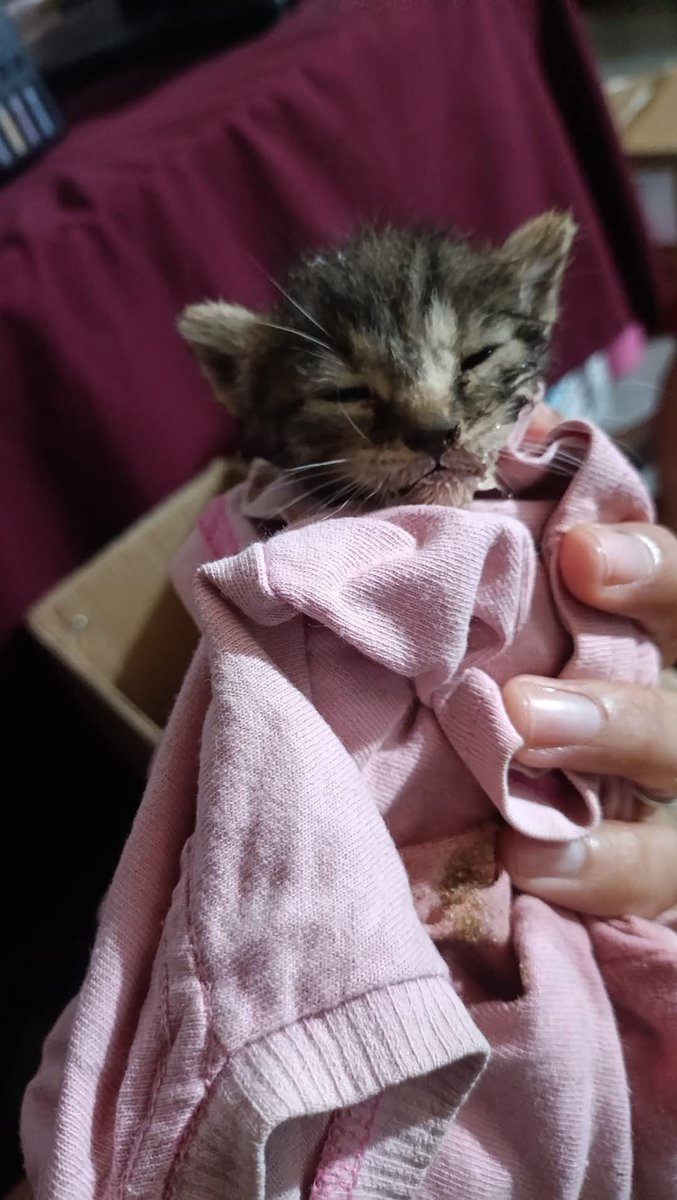 koalandeMichi's tweet photo. En adopción responsable...

Arrojaron 6 Gatitos en una Obra 
En cañada San Rafael Luque. 
Buscan hogar En Su Mayoría son Hembras
Buscan una segunda oportunidad
Contacto: 0984779484 https://t.co/ywqUp288fw