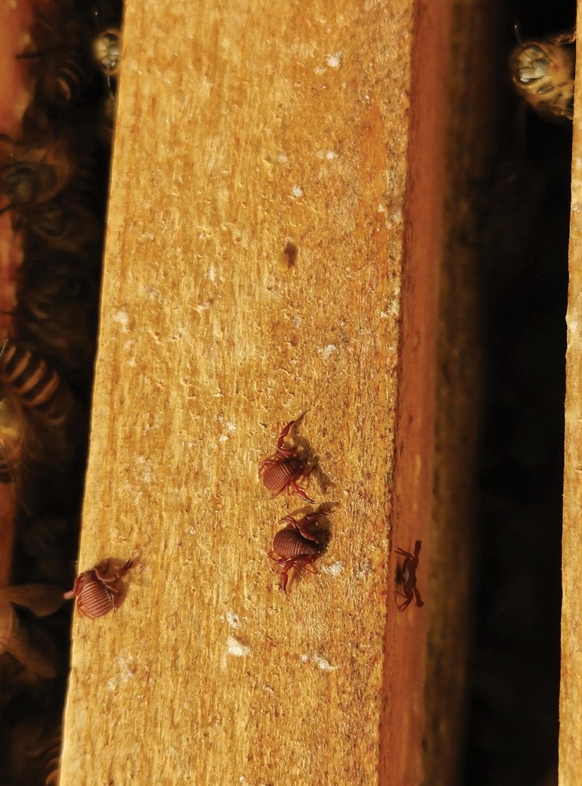 A new pseudoscorpion species is described from Guizhou, southern China. Find out more about it here: doi.org/10.3897/zookey…

#pseudoscorpions #taxonomy #newspecies