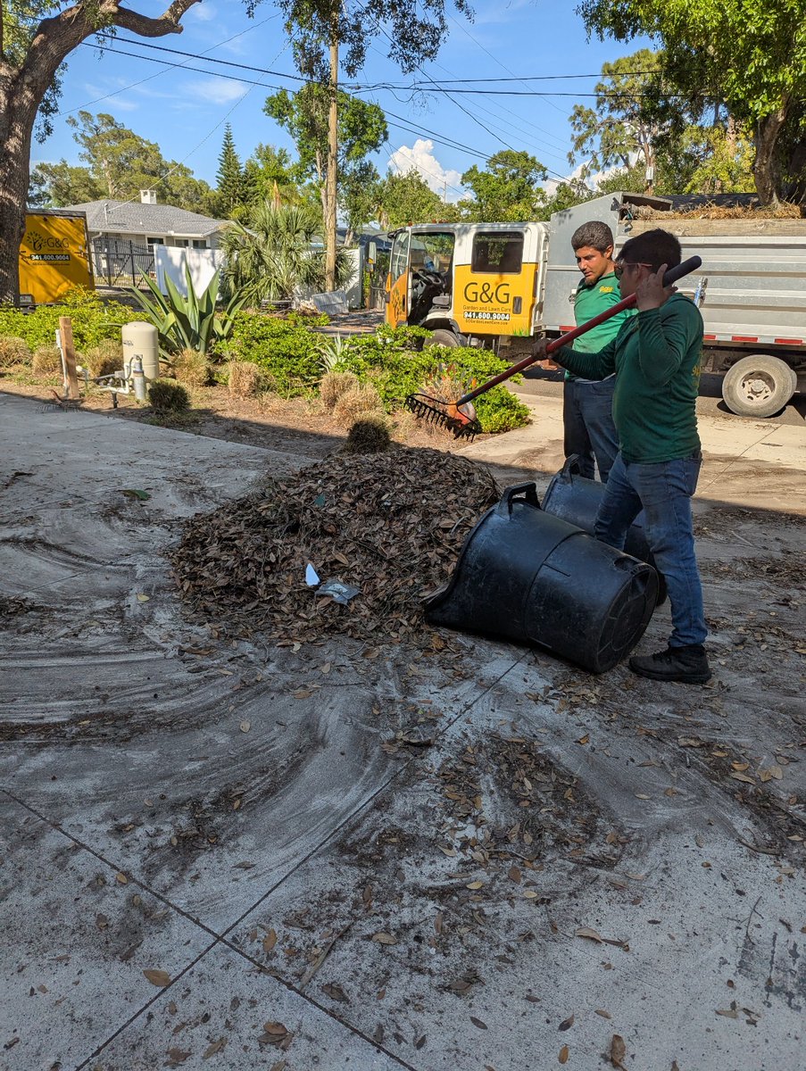 GGGardenLawn's tweet image. ☀️ Sunshine &amp;amp; Spring Ready! ☀️Those fallen leaves are no match for us! Now is the ideal time to clear away the leaves and let your lawn breathe and flourish this spring.

#LeafCleanup #SarasotaLawnCare #GGLawnCare #SarasotaLawnCare #ManateeLawnCare