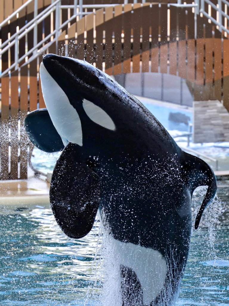 wolfie (@WolfieOrca) / Posts / X