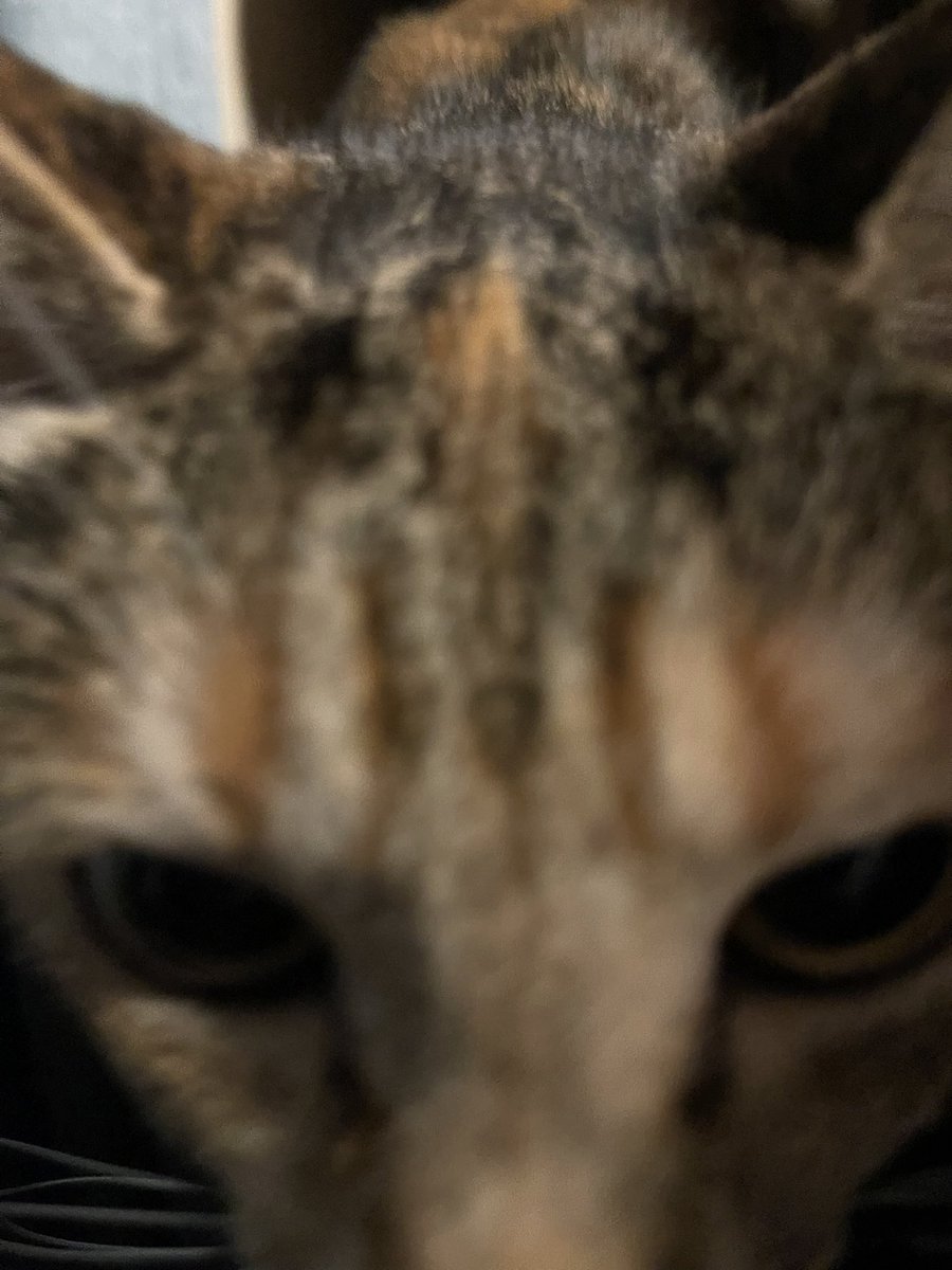 こんばんにゃ🐱

良い匂いがするにゃ

#猫 #保護猫 #猫好きさんと繋がりたい