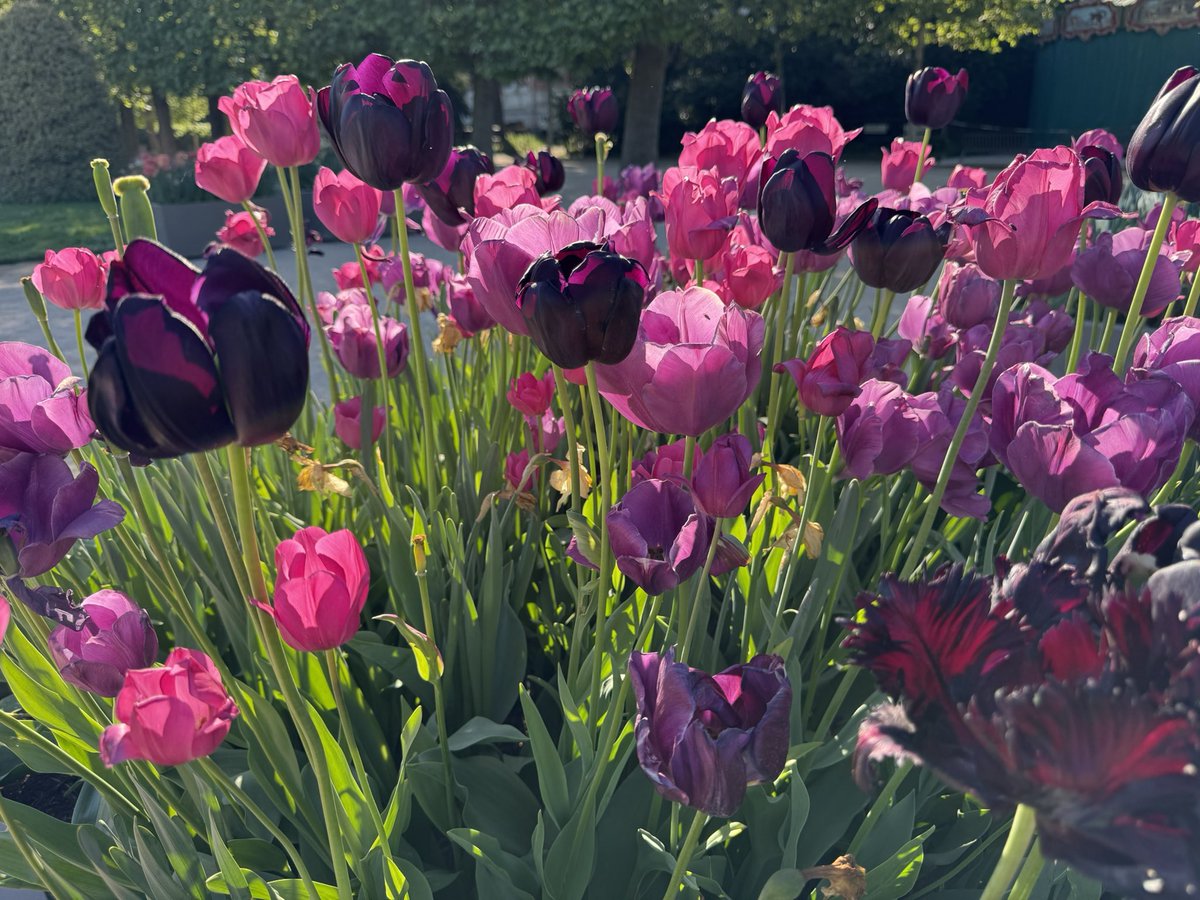 A bunch of tulips, like a sorbet. Jardin des Plantes de Paris. #Tulips