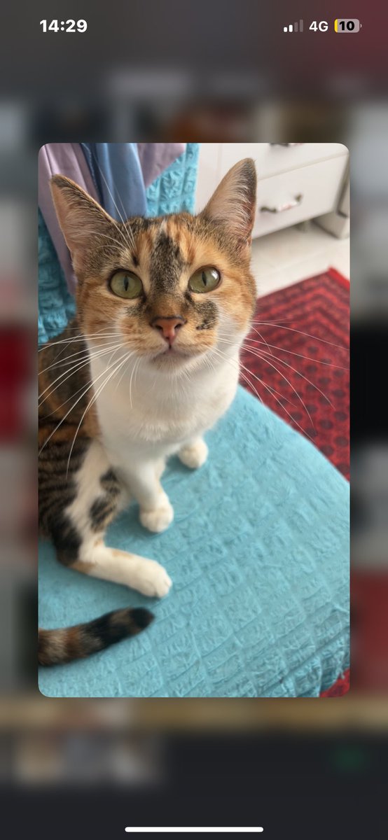 kocasinan merkez mahallesi istanbul bahçelievler de kayıp depremde kayboldu 2 yaşında çipi var nazlı dediğinizde gelebilir ama pisisisi derseniz de daha çok yaklaşabilir #deprem #kayıpkedi #KAYIP