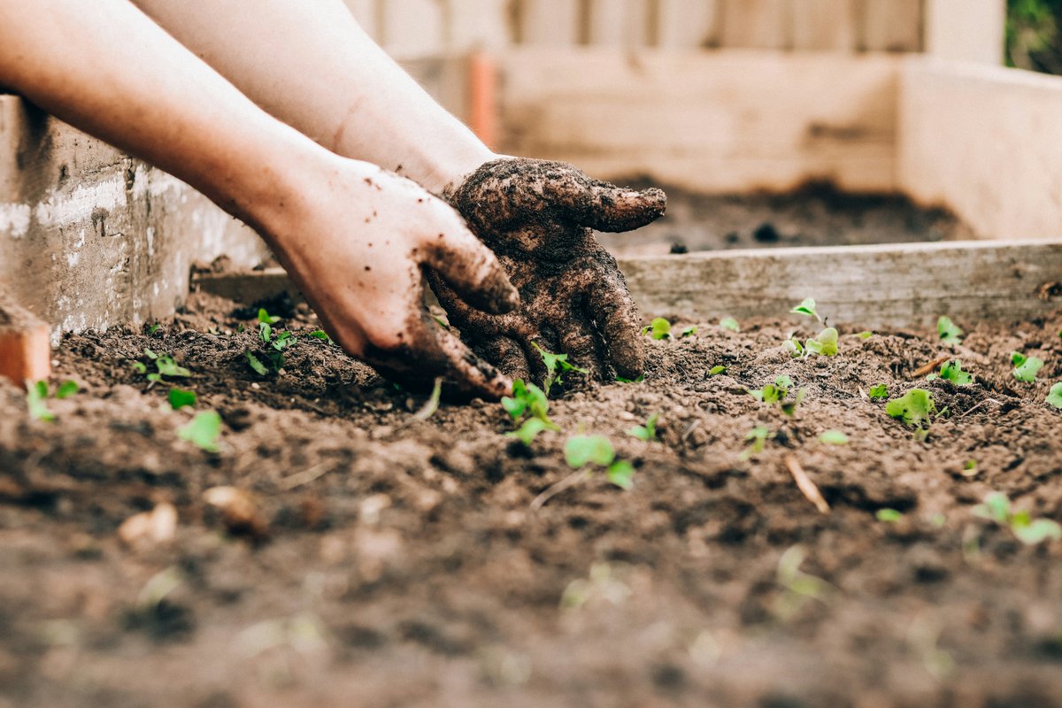 GTLOpgh's tweet image. Soil can contain traces of lead from old paint, gasoline, and industrial pollution. If you’re unsure about your soil, consider testing it for lead levels. A little extra care can go a long way in keeping your garden a safe and healthy space. #GetTheLeadOutPGH