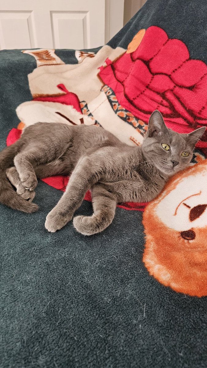 YUVA İLANI ANKARA
Russian blue cinsi dişi maks 5 aylık, Sokağa terk edilmiş çocukların elinde oyuncak olmuş bu yaamur kıza  kısırlaştırma ve takip şartı ile çok acil yuva arıyorum. Geçici yuvada zamanı yok. İletişim dm.
