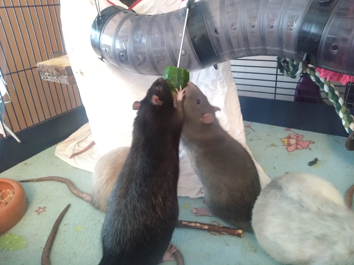 Cucumber for the bois! ^^