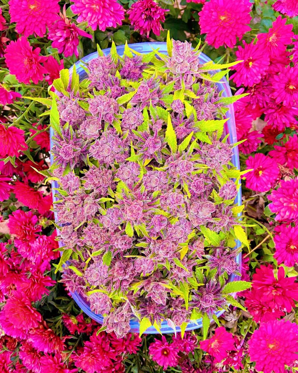Name this strain 💧💧