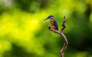 Join us for a dawn chorus walk on the #SolarSystemWay, Route 65 with our expert guide Andy Chapman 🐦🌅

Sun 15 June | 6-8:30am: tinyurl.com/4factkdc
Sat 28 June | 5-7:30am: tinyurl.com/yt2yk5wu

📍 Meet at River Ouse bridge on the path (access at Acaster Road, YO23 2XB)