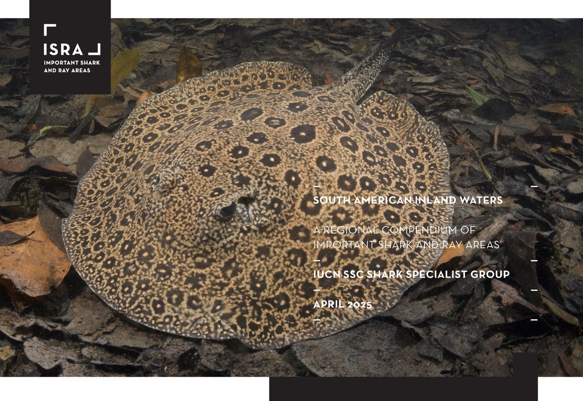 The Important Shark and Ray Areas (ISRA) project is excited to announce our latest compendium, featuring 21 ISRAs in the South American Inland Waters along with 14 Areas of Interest!

Check the compendium here: doi.org/10.59216/ssg.i…