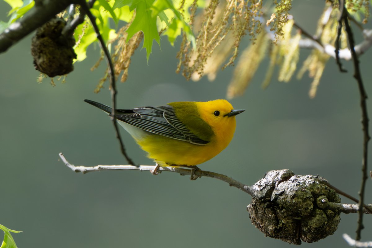 Tracy Pennoyer tweet media