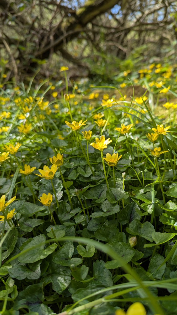 Lesser Celandine is putting on a real show at the moment by the Morthen Arm footpaths.
#ulleycountrypark