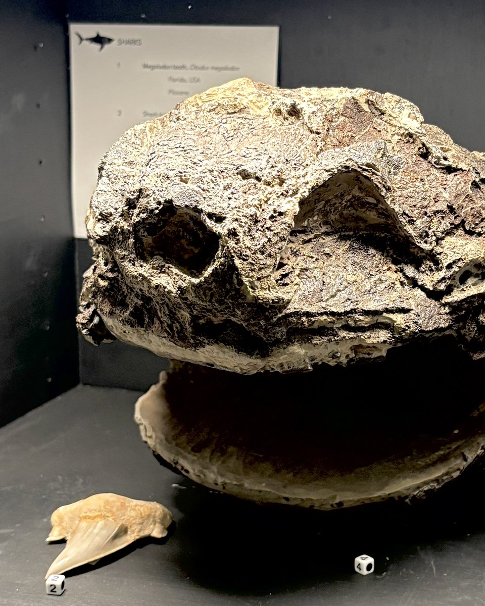 Shark tooth from a fast Cretaceous predator. Shark skull with two holes that look like eyes — but they were nostrils! Both fossils are over 100 million years old and tell stories from Earth’s ancient oceans.
#fossil #paleontology #sharks #prehistoric
