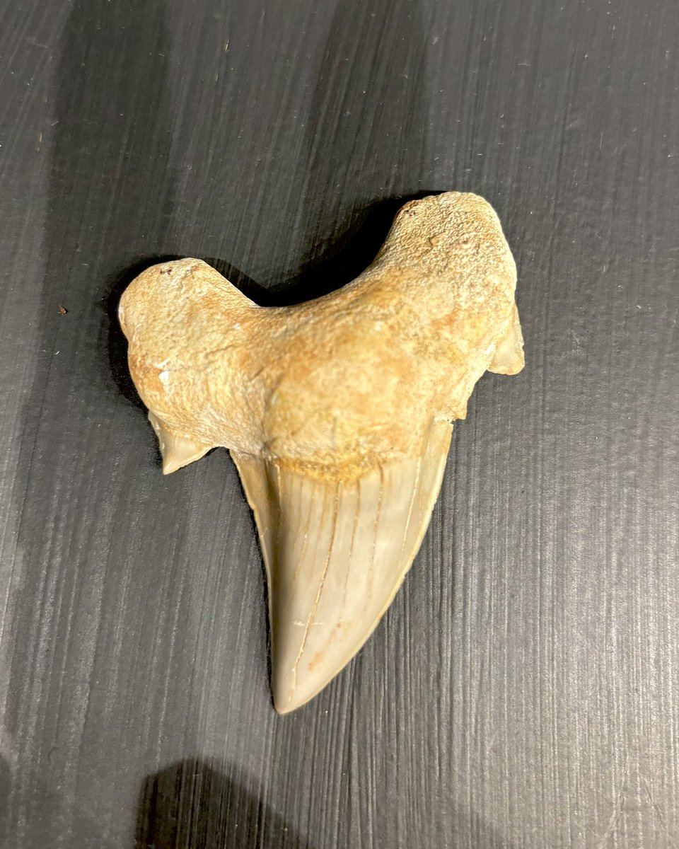 Yorkshire Natural History Museum tweet media