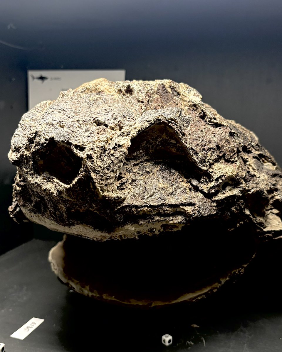 Yorkshire Natural History Museum tweet media