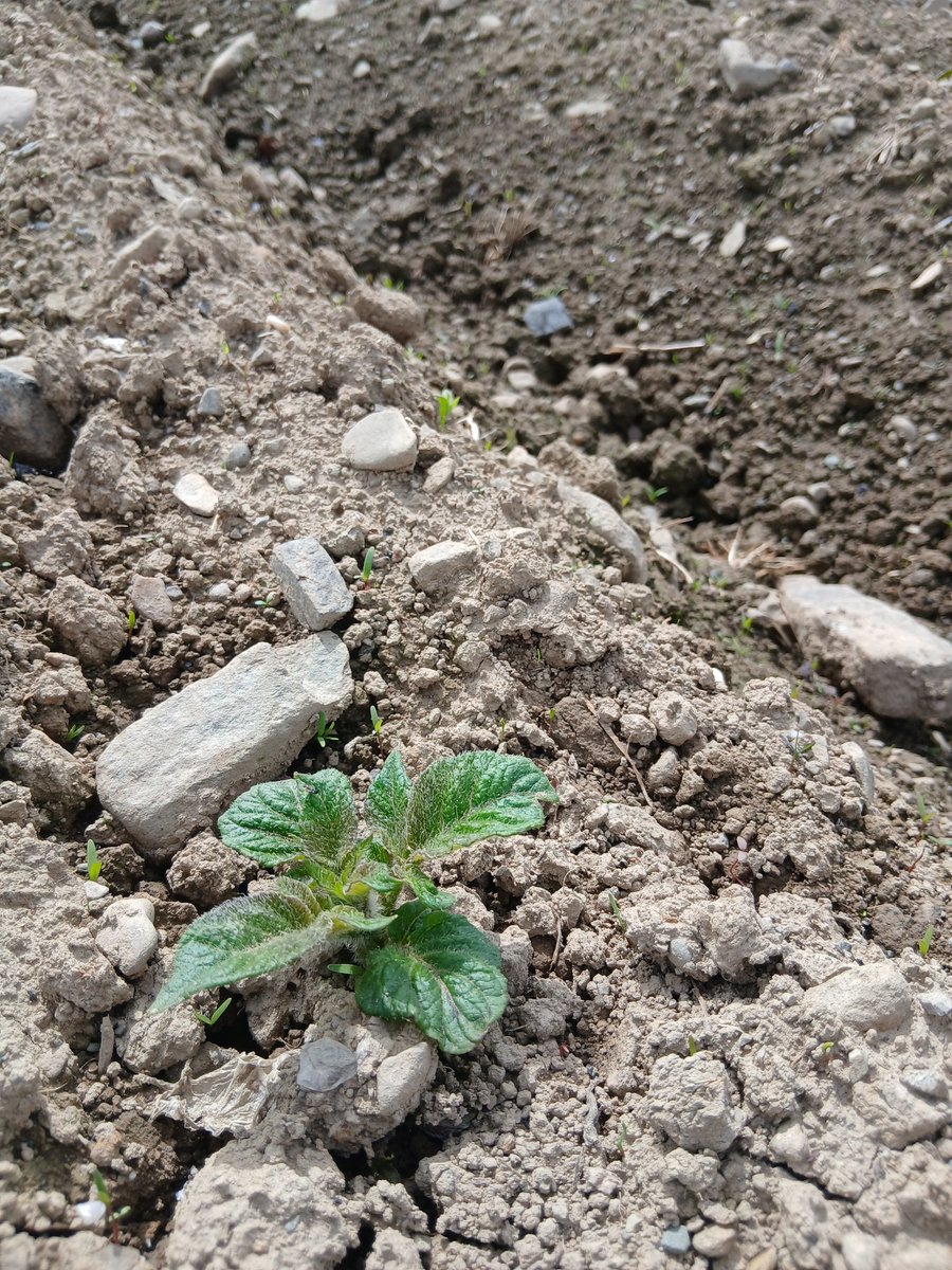 BallymakennyF's tweet photo. And so it begins... We spotted the first sign of our 2025 potato crop. These are some #SharpesExpress planted on 2nd April. https://t.co/SmnwPSpZAS